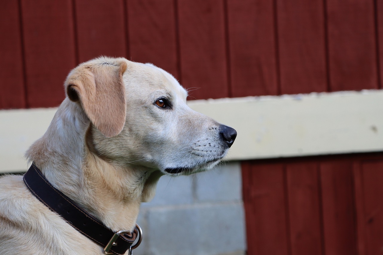 爱喜蓝指南针爆珠：普陀区工商注册代理公司