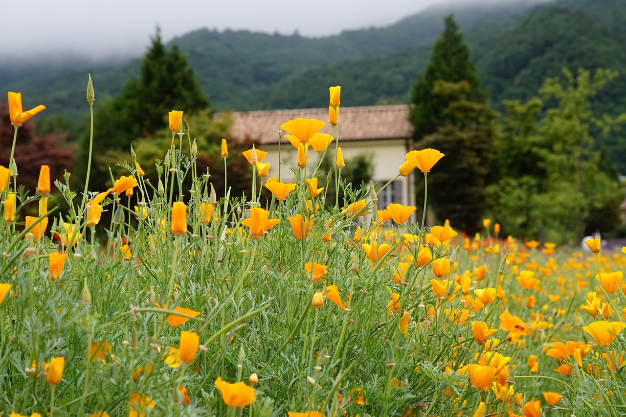 彩吧乐跑代理平台
