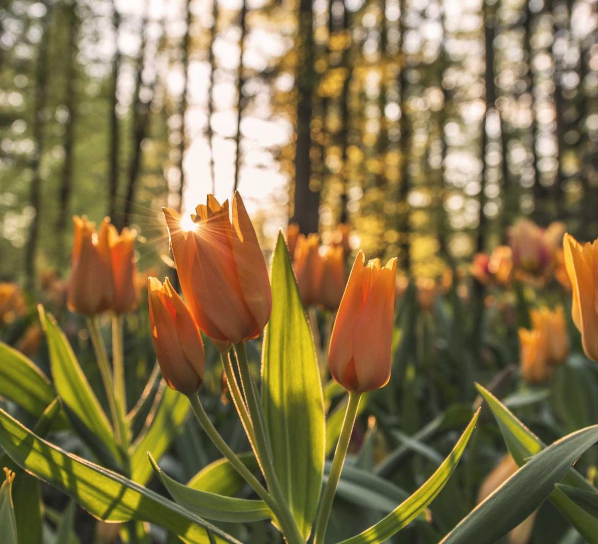 百度云实名账号:详情下载教程app需要简短的验证